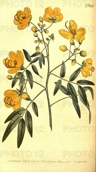 Botanical print by Sydenham Teast  Edwards 1768 â€ì 1819, Sydenham  Edwards was a natural history  illustrator, British, UK, colour  lithograph, botanical artist