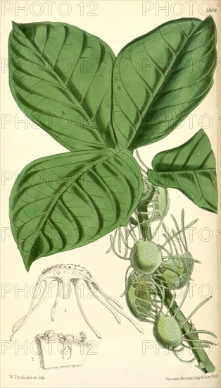 Botanical Print by Walter Hood Fitch 1817 â€ì 1892, botanical illustrator and artist, born in Glasgow, Scotland, UK, colour  lithograph