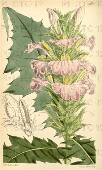 Botanical Print by Walter Hood Fitch 1817 â€ì 1892, botanical illustrator and artist, born in Glasgow, Scotland, UK, colour  lithograph