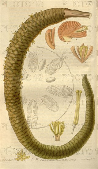 Botanical print by Sir William Jackson Hooker, FRS, 1785 â€ì 1865, English botanical illustrator. He held the post of Regius  Professor of Botany at Glasgow University, and was Director of the Royal Botanic Gardens, Kew