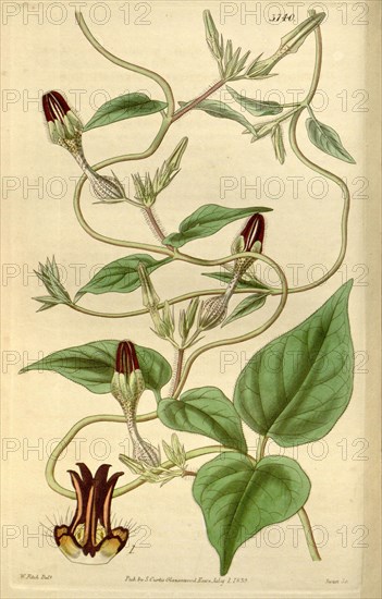 Botanical Print by Walter Hood Fitch 1817 â€ì 1892, botanical illustrator and artist, born in Glasgow, Scotland, UK, colour  lithograph