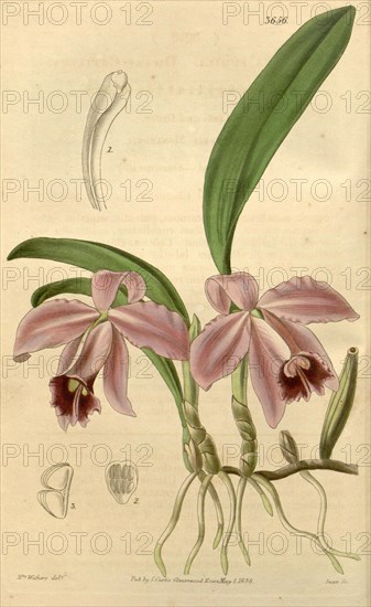 Botanical print by Augusta Innes Withers (née Baker) (1793-1877), an English natural history illustrator or botanical artist. She was 'Flower Painter in Ordinary' to Queen Adelaide and later to Queen Victoria. Augusta Withers was active as a painter from before 1827 to 1865, exhibiting from 1829 till 1846 at the Royal Academy, the Society of British Artists and the New Watercolour Society.