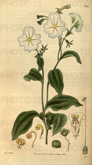 Botanical print by Sir William Jackson Hooker, FRS, 1785 â€ì 1865, English botanical illustrator. He held the post of Regius Professor of Botany at Glasgow University, and was Director of the Royal Botanic Gardens, Kew.