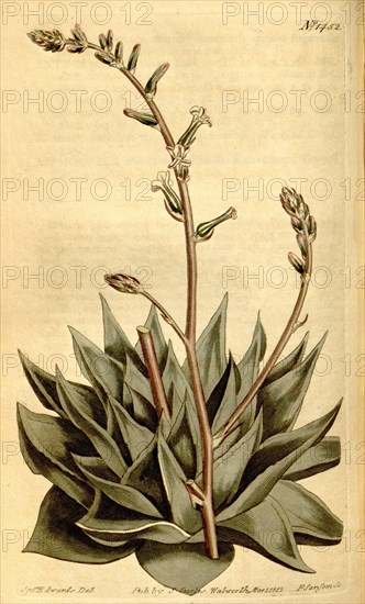 Botanical print by Sydenham Teast Edwards 1768 â€ì 1819, Sydenham Edwards was a natural history illustrator, British, UK, colour lithograph, botanical artist