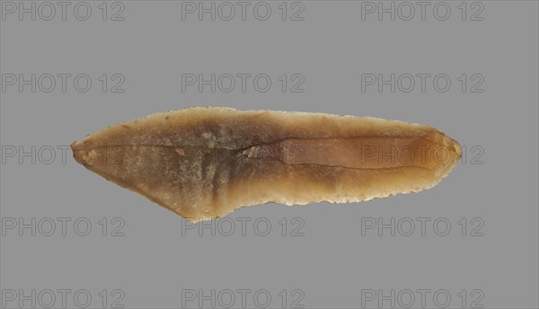 Sickle Blade, 1980-1801 BC. Egypt, Middle Kingdom, Dynasty 12. Flint; overall: 5 cm (1 15/16 in.).