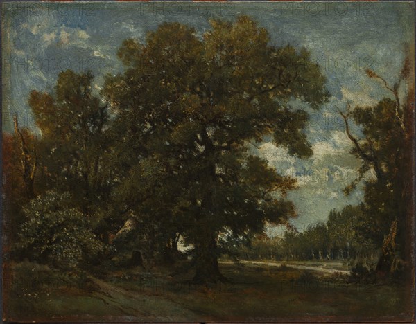 The Oak Tree, 19th century. Imitator of Théodore Rousseau (French, 1812-1867). Oil on paper mounted on wood panel; unframed: 26.4 x 28.6 cm (10 3/8 x 11 1/4 in.)