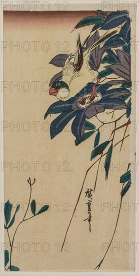 Grosbeak and Clematis, mid-1830s. Ando Hiroshige (Japanese, 1797-1858). Color woodblock print; overall: 23.7 x 12.6 cm (9 5/16 x 4 15/16 in.)