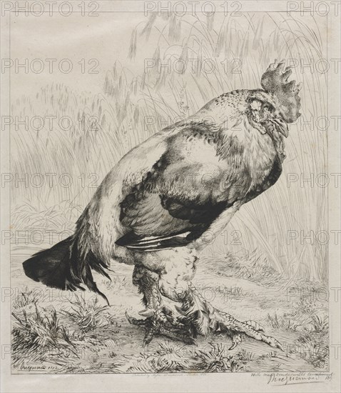 The Old Cock, 1882. Félix Bracquemond (French, 1833-1914), Dowdeswell. Etching and drypoint; sheet: 47.1 x 33 cm (18 9/16 x 13 in.); platemark: 34.7 x 26.8 cm (13 11/16 x 10 9/16 in.)