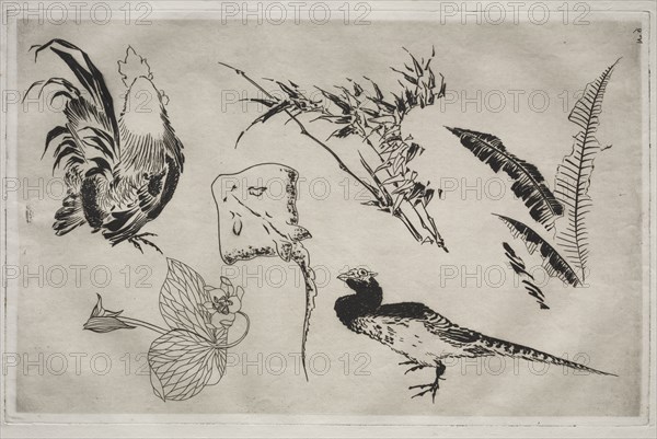 Dinner Service (Rousseau service): Roosters, skate, plants, etc. (no. 9), 1866. Félix Bracquemond (French, 1833-1914). Etching; sheet: 34.4 x 48 cm (13 9/16 x 18 7/8 in.); platemark: 27.5 x 42.8 cm (10 13/16 x 16 7/8 in.)