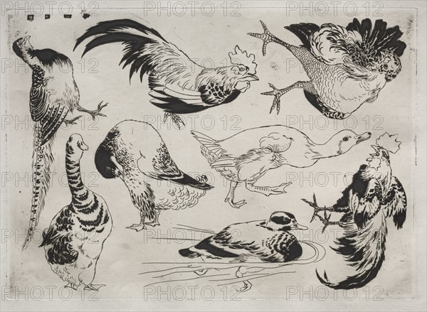 Dinner Service (Rousseau service): Roosters, ducks, etc. (no. 13), 1866. Félix Bracquemond (French, 1833-1914). Etching; sheet: 35.4 x 49 cm (13 15/16 x 19 5/16 in.); platemark: 24.6 x 34.6 cm (9 11/16 x 13 5/8 in.).