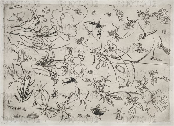 Dinner Service (Rousseau service): Flowers and Insects (no. 15), 1866. Félix Bracquemond (French, 1833-1914). Etching; sheet: 48.5 x 35.2 cm (19 1/8 x 13 7/8 in.); platemark: 34.6 x 24.6 cm (13 5/8 x 9 11/16 in.)