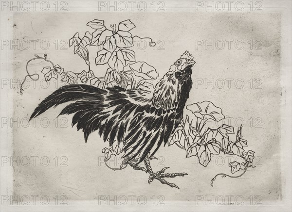 Dinner Service (Rousseau service): Rooster and morning glories (no. 25), 1866. Félix Bracquemond (French, 1833-1914). Etching; sheet: 35.5 x 48.8 cm (14 x 19 3/16 in.); platemark: 24.8 x 34.5 cm (9 3/4 x 13 9/16 in.)