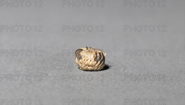 Miniature Basket, Unassigned. America, Native North American, Southwest, Arizona, Akimel O'odham (Pima), Unassigned. overall: 0.4 x 0.4 cm (3/16 x 3/16 in.).