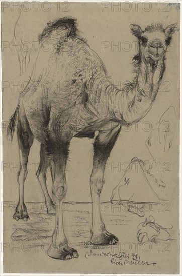 Dromedary, 1894. Richard Müller (Austrian, 1874-1930). Black chalk or crayon (?) (rubbed in places); sheet: 60.8 x 40.2 cm (23 15/16 x 15 13/16 in.).