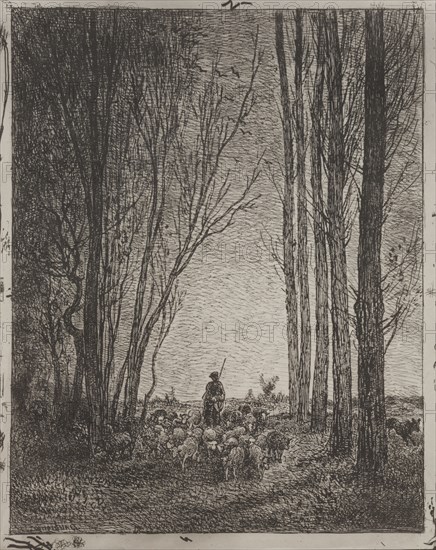 Gathering in the Flock, original impression 1862, printed in 1921. Charles François Daubigny (French, 1817-1878). Cliché-verre; sheet: 36.3 x 29 cm (14 5/16 x 11 7/16 in.)