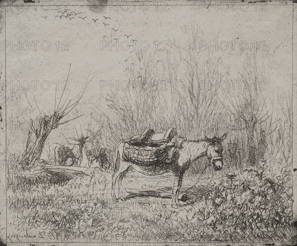 A Donkey in the Field, original impression 1862, printed in 1921. Charles François Daubigny (French, 1817-1878). Cliché-verre; sheet: 17.4 x 20.9 cm (6 7/8 x 8 1/4 in.); platemark: 16.8 x 20 cm (6 5/8 x 7 7/8 in.)