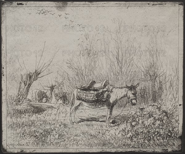 A Donkey in the Field, original impression 1862, printed in 1921. Charles François Daubigny (French, 1817-1878). Cliché-verre; sheet: 17.4 x 20.9 cm (6 7/8 x 8 1/4 in.); platemark: 16.8 x 20 cm (6 5/8 x 7 7/8 in.)