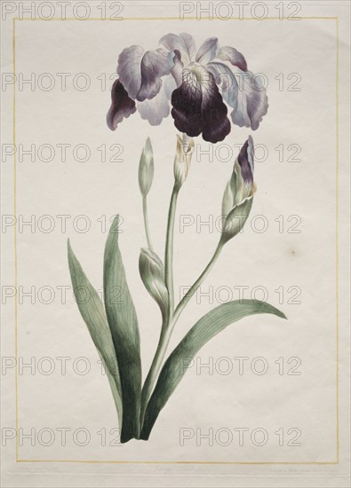 Japanese Iris (Large Blue Iris), 1801. John Edwards (British). Etching, hand colored; image: 32.4 x 23.4 cm (12 3/4 x 9 3/16 in.); platemark: 34 x 25.1 cm (13 3/8 x 9 7/8 in.)