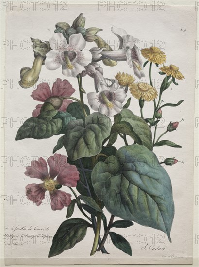 Cours d'Histoire Naturelle, contenant les principales espèces du règne animal, classées methodiquemenet:  Martynia or Unicorn Plant, 1825. Godefroy Engelmann (French, 1788-1839), after Paul Oudart (French, 1796-). Lithograph, hand colored