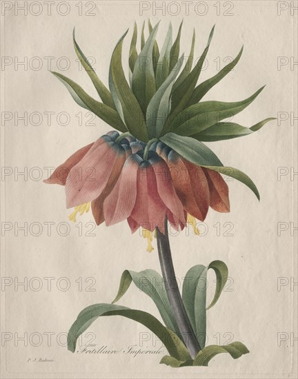 Crown Imperial Fritillary, 1827. Henry Joseph Redouté (French, 1766-1853). Stipple, roulette and line engraving with hand coloring