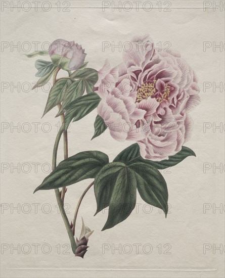 Chinese Tree Peony (Paeonia suffruticosa), c. 1820. Smith (British). Engraving