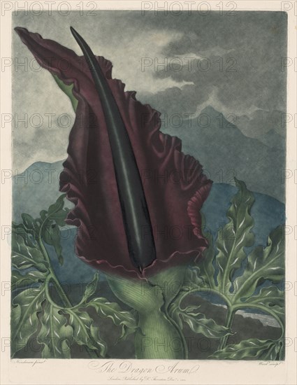The Dragon Arum, Black Calla or Solomon's Lily, 1799-1807. Robert John Thornton (British, 1768-1837), William Ward (British, 1776-1826). Mezzotint
