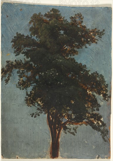 Tree Study, second third 1800s. Attributed to Alexandre Calame (Swiss, 1810-1864). Oil; sheet: 23.2 x 16.2 cm (9 1/8 x 6 3/8 in.).