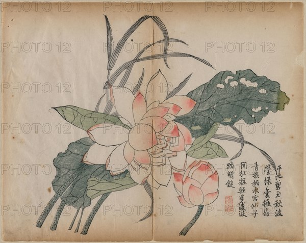 Flowering Lotus and Bud, 18th Century. China, Qing dynasty (1644-1911). Color woodblock print; overall: 33.8 x 26.9 cm (13 5/16 x 10 9/16 in.).