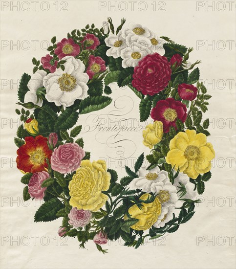 A Wreath of Roses, 1799. Mary Lawrence (British). Etching and stipple, hand colored; sheet: 48.3 x 36.7 cm (19 x 14 7/16 in.)