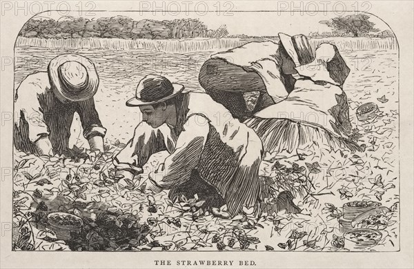 The Strawberry Bed, 1868. Winslow Homer (American, 1836-1910). Wood engraving