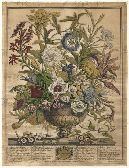 Twelve Months of Flowers:  September, 1730. Henry Fletcher (British, active 1715-38). Engraving, hand-colored; sheet: 42.2 x 32.4 cm (16 5/8 x 12 3/4 in.); platemark: 40.9 x 31.4 cm (16 1/8 x 12 3/8 in.).