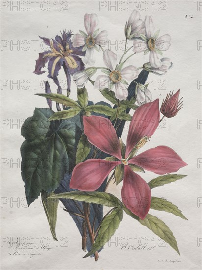 Cours d'Histoire Naturelle, contenant les principales espèces du règne animal, classées methodiquemenet:  Iris, African-hemp and Ketmia, 1825. Godefroy Engelmann (French, 1788-1839), after Paul Oudart (French, 1796-). Lithograph, hand colored