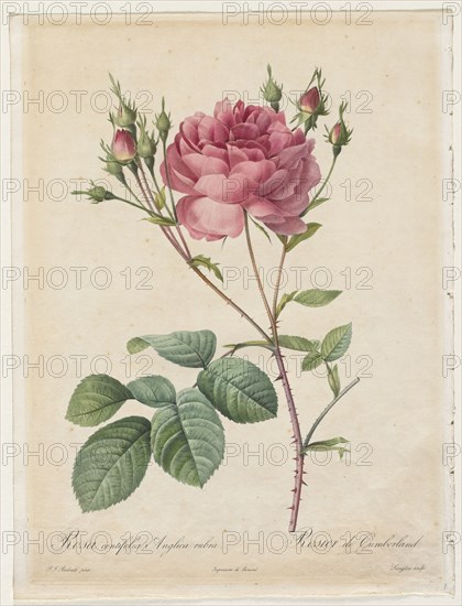 Rosa Centifolia Anglica Rubra, 1817-1824. Henry Joseph Redouté (French, 1766-1853). Stipple and line engraving, with hand coloring