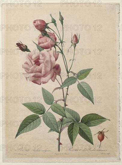 The Roses: China or Bengal Rose, 1817-1824. Henry Joseph Redouté (French, 1766-1853), after Bessin (French), Pierre-Joseph Redouté. Color stipple with watercolor added by hand; sheet: 36.5 x 27.3 cm (14 3/8 x 10 3/4 in.); platemark: 35.3 x 26.1 cm (13 7/8 x 10 1/4 in.)