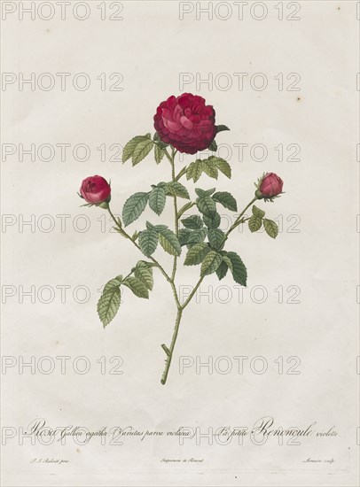 Provence or French Rose, 1817-1824. Henry Joseph Redouté (French, 1766-1853). Stipple and line engraving, with hand coloring