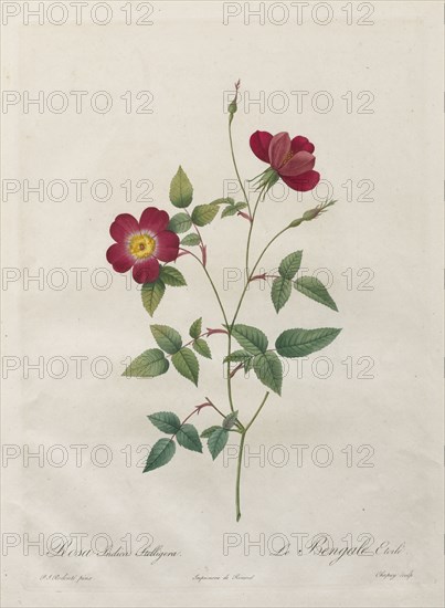 Rosa Indica Stelligera, 1817-1824. Henry Joseph Redouté (French, 1766-1853). Stipple and line engraving, with hand coloring