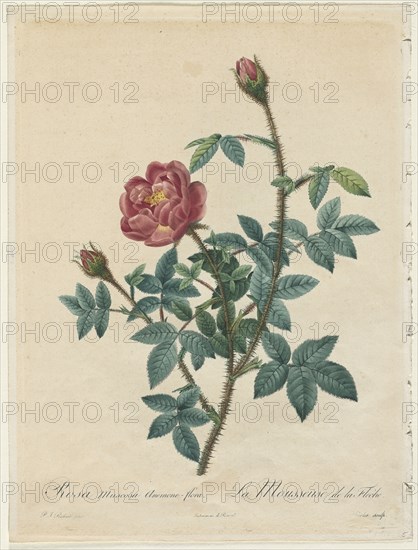 Moss Rose, 1817-1824. Henry Joseph Redouté (French, 1766-1853). Stipple and line engraving, with hand coloring