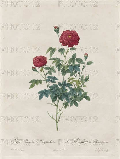 Pompon Rose, 1817-1824. Henry Joseph Redouté (French, 1766-1853). Stipple and line engraving, with hand coloring