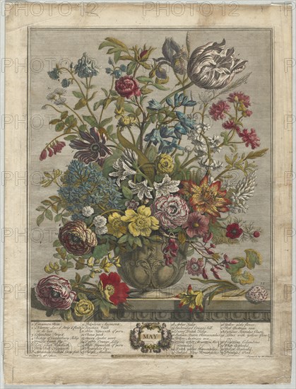 Twelve Months of Flowers:  May, 1730. Henry Fletcher (British, active 1715-38). Engraving, hand-colored; sheet: 46.6 x 35.2 cm (18 3/8 x 13 7/8 in.); platemark: 40.9 x 31.8 cm (16 1/8 x 12 1/2 in.)