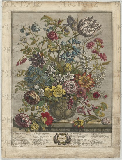 Twelve Months of Flowers: May, 1730. Henry Fletcher (British, active 1715-38). Engraving, hand-colored; sheet: 46.6 x 35.2 cm (18 3/8 x 13 7/8 in.); platemark: 40.9 x 31.8 cm (16 1/8 x 12 1/2 in.)