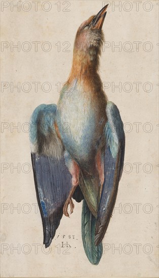 Dead Blue Roller, 1583. Hans Hoffmann (German, 1545/50-1591/92). Watercolor and gouache with touches of gold; sheet: 29.2 x 16.9 cm (11 1/2 x 6 5/8 in.); secondary support: 29.2 x 16.9 cm (11 1/2 x 6 5/8 in.).