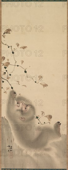 Monkey Hanging on to a Branch, 1780. Mori Sosen (Japanese, 1747-1821). Hanging scroll; color on paper; overall: 68.6 x 25.7 cm (27 x 10 1/8 in.).