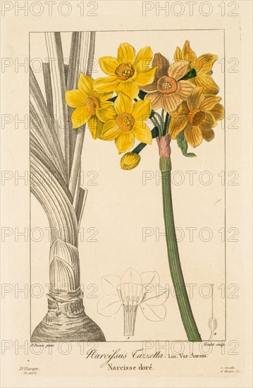 Flore des Jardiniers,  Amateurs et Manufacturiers:  Polyanthus or Cluster Narcissus, 1836. Pancrace Bessa (French, 1772-1846). Engraving, hand-colored