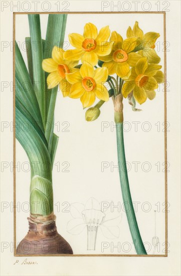 Polyanthus or Cluster Narcissus (Botanical: Narcissus tazetta), 1836. Pancrace Bessa (French, 1772-1846). Pencil and watercolor;
