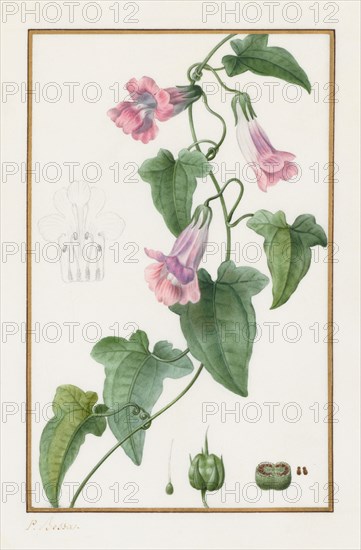 (Botanical: Maurándia semperflorens), 1836. Pancrace Bessa (French, 1772-1846). Pencil and watercolor;