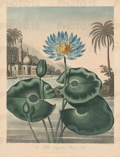 The Temple of Flora, or Garden of Nature:  Blue Egyptian Waterlily, 1804. Robert John Thornton (British, 1768-1837). Aquatint