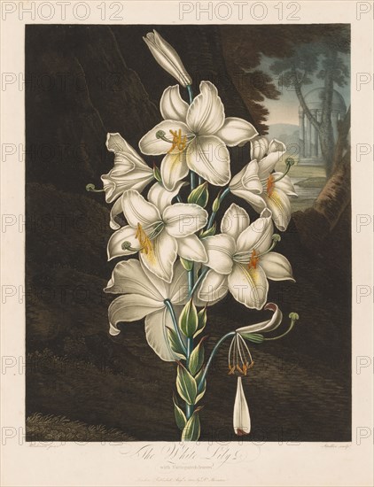 The Temple of Flora, or Garden of Nature: The White Lily with Variegated Leaves, 1800. Robert John Thornton (British, 1768-1837). Aquatint, stipple and line engraving
