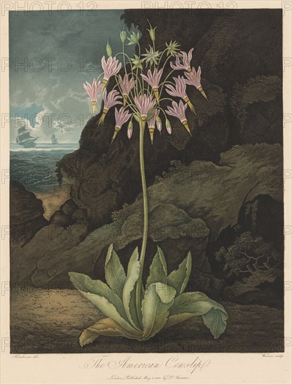 The Temple of Flora, or Garden of Nature:  The American Cowslip, 1801. Robert John Thornton (British, 1768-1837). Aquatint, stipple and line engraving