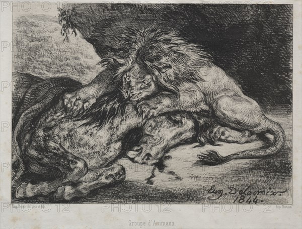 Lion Devouring a Horse, 1844. Eugène Delacroix (French, 1798-1863), Bertauts. Lithograph; sheet: 22 x 26.1 cm (8 11/16 x 10 1/4 in.); image: 17 x 23.6 cm (6 11/16 x 9 5/16 in.).