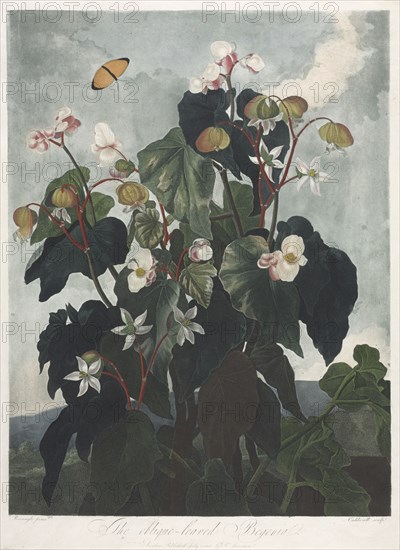 The Temple of Flora, or Garden of Nature: The Obique-leaved Begonia, 1800. James Caldwall (British, 1739-aft 1789), Robert John Thornton (British, 1768-1837). Aquatint, stipple and line engraving, printed in colors and finished by hand